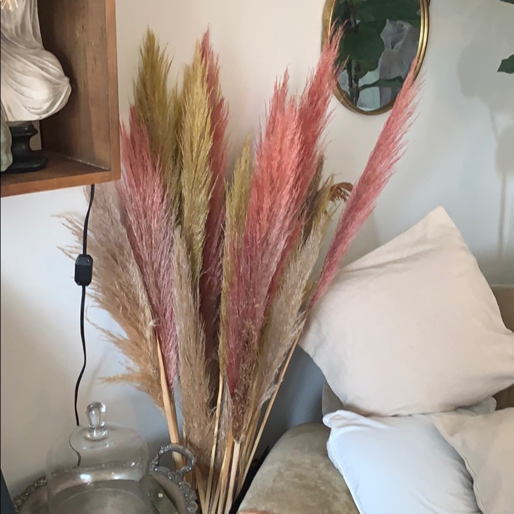 24 stems of Pampas grass!!!!